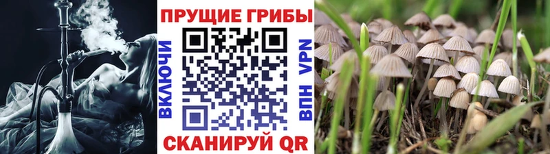 Галлюциногенные грибы Psilocybine cubensis  OMG сайт  Слюдянка 